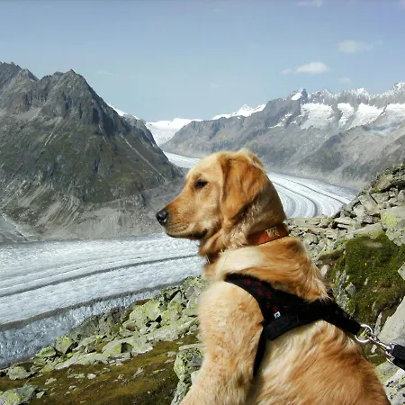 Aragon T100 By Interhome 公寓 费施